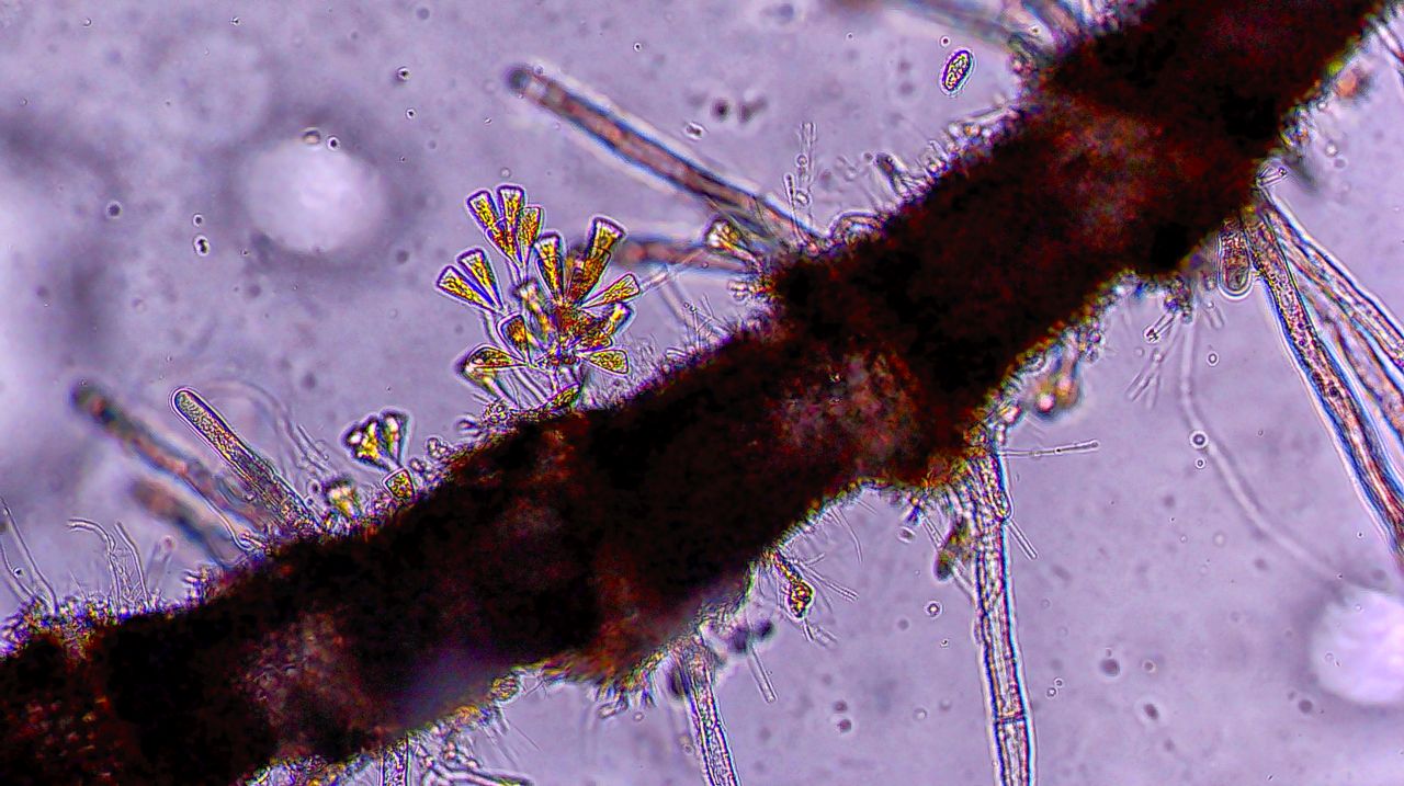 L�unione fa la forza: la vita coloniale di microscopici organismi marini